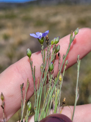 Linum marginale, photograph (c) Eamonn Culhane, some rights reserved (CC BY)