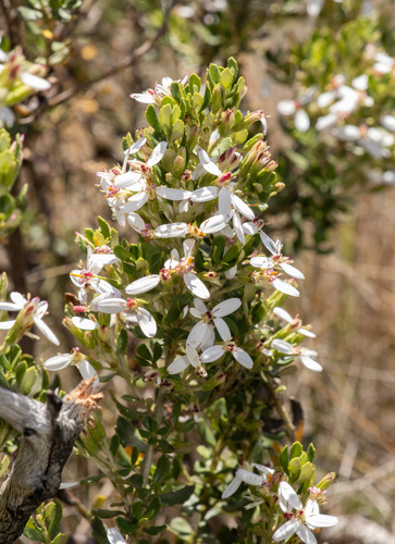 Silky Daisy-bush (Olearia myrsinoides)