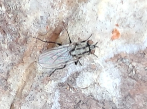 Unknown species found near East Fayetteville, NC 28301, USA