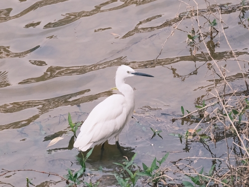 Western Little Egret
