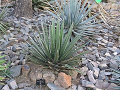 Agave albomarginata