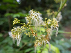 Archidendron clypearia, photograph (c) Samuel Lee, some rights reserved (CC BY)