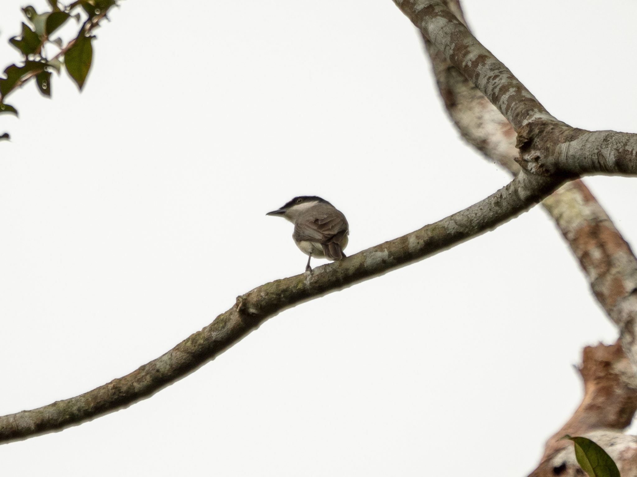 Large Woodshrike (Tephrodornis virgatus), photo 2