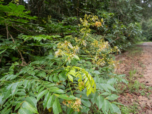 Archidendron clypearia, photograph 4