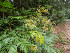 Archidendron clypearia, photograph (c) Samuel Lee, some rights reserved (CC BY)