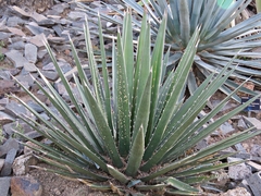 Agave albomarginata