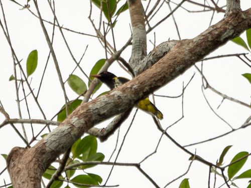 Dark-throated Oriole (Oriolus xanthonotus)