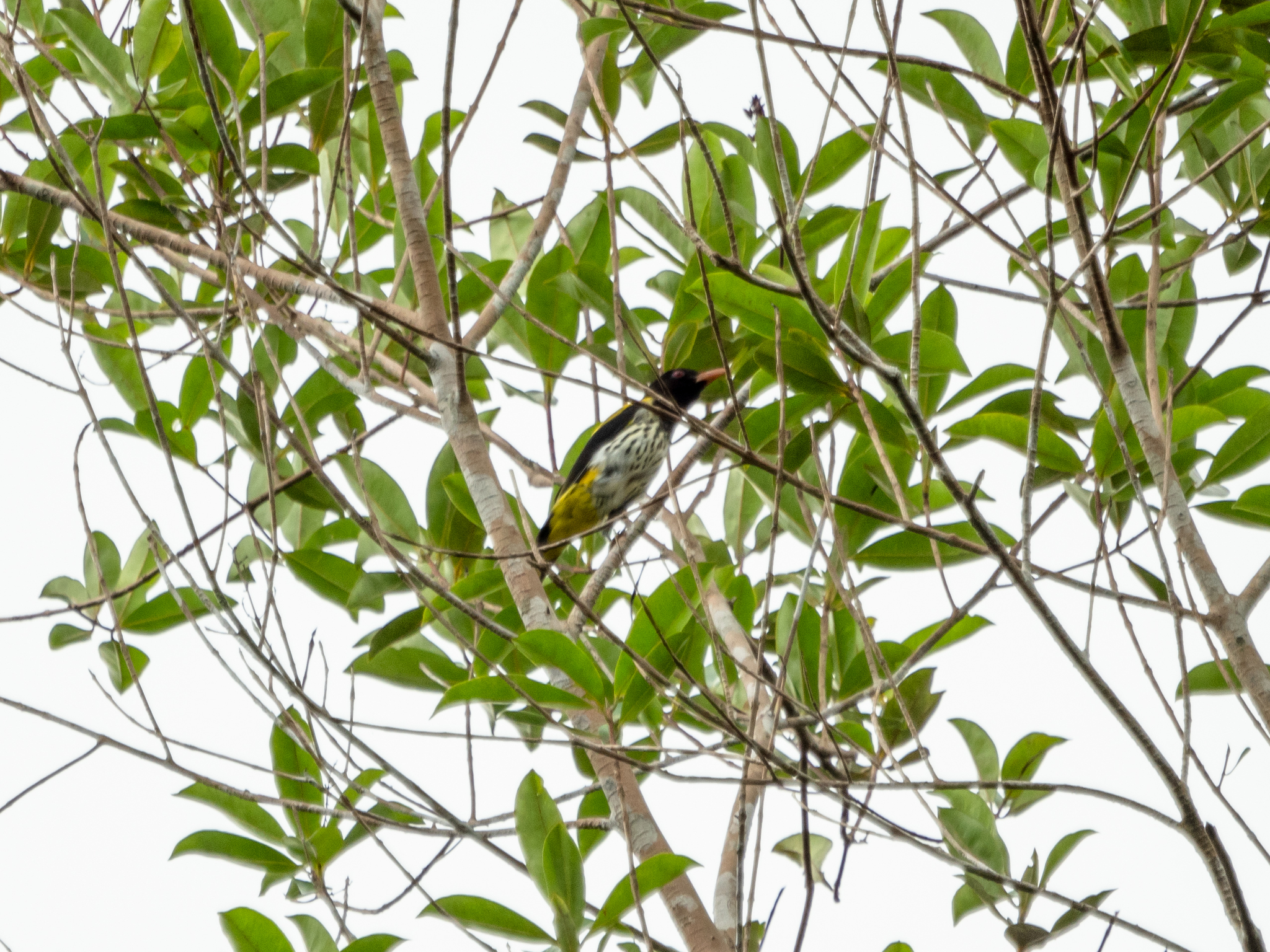 Dark-throated Oriole (Oriolus xanthonotus), photo 2