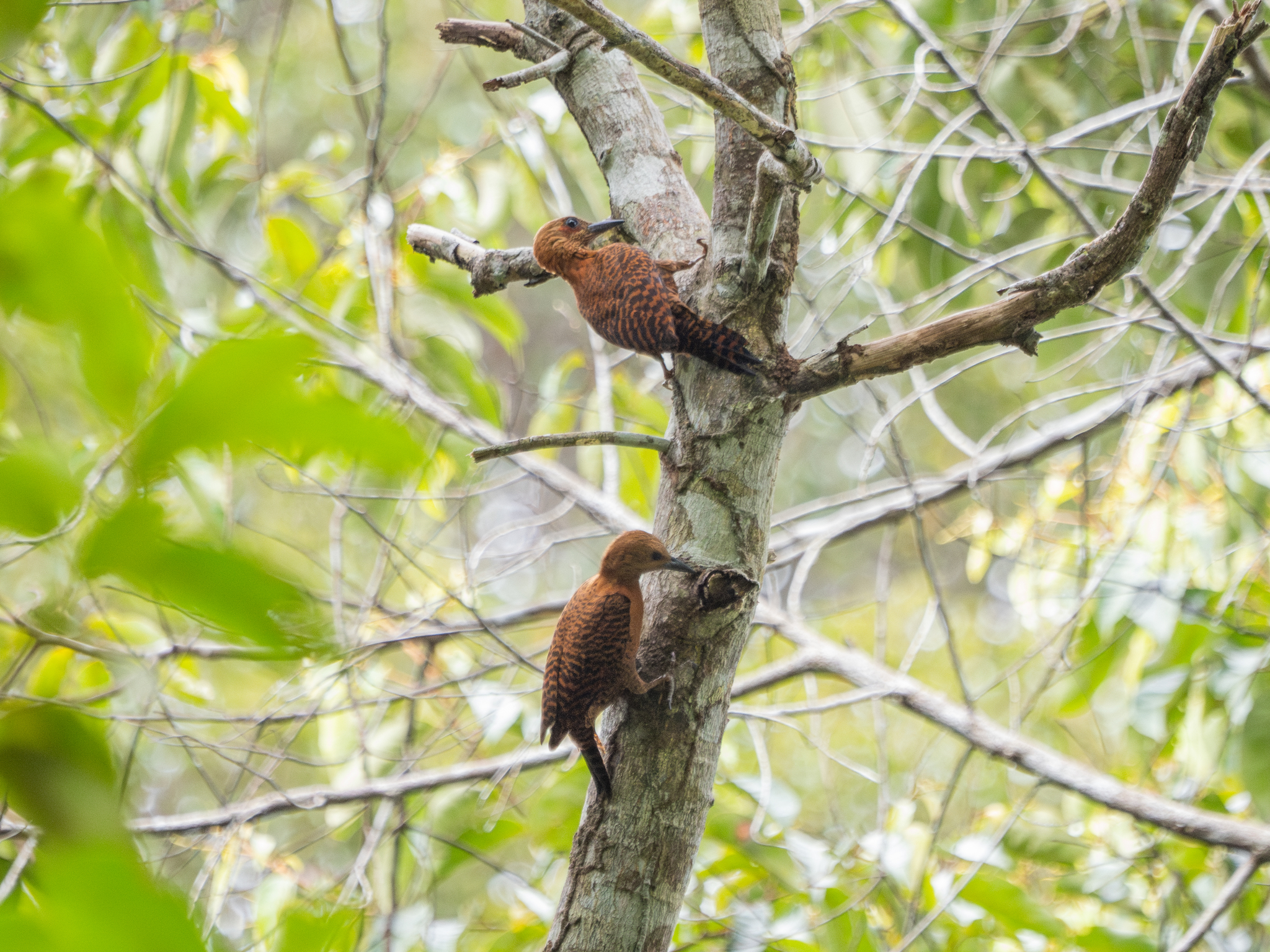 Rufous Woodpecker (Micropternus brachyurus), photo 4