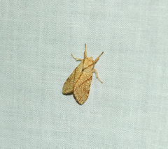 Lophocampa mixta