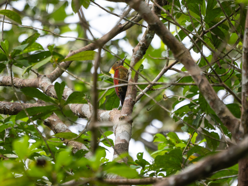 Checker-throated Woodpecker (Chrysophlegma mentale)