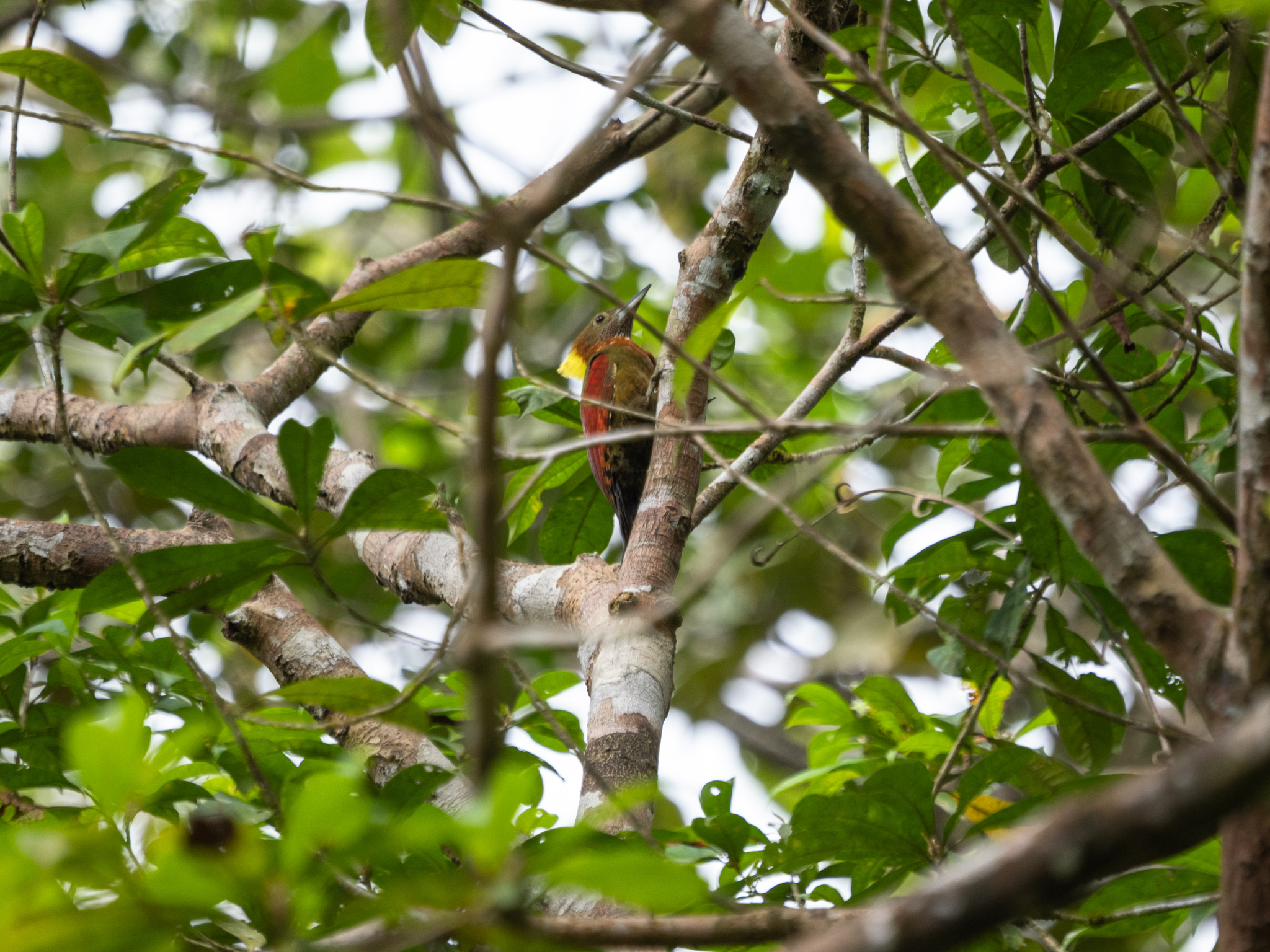 Checker-throated Woodpecker (Chrysophlegma mentale), photo 1