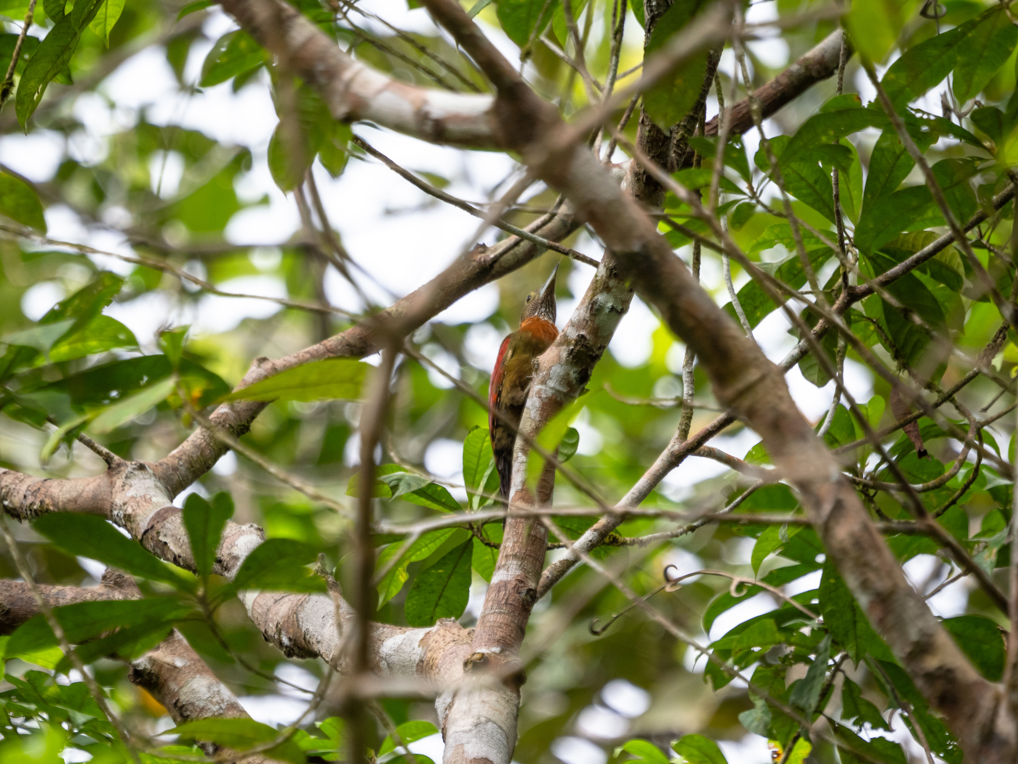 Checker-throated Woodpecker (Chrysophlegma mentale), photo 2