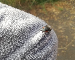 Osca lata