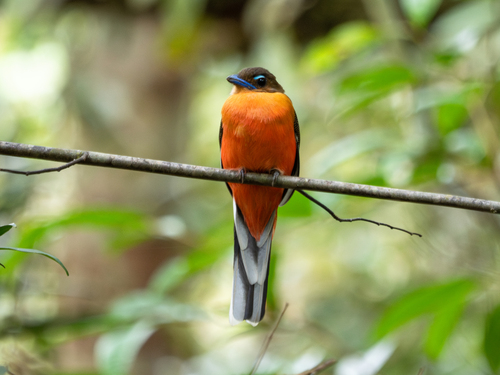 Scarlet-rumped Trogon (Harpactes duvaucelii)