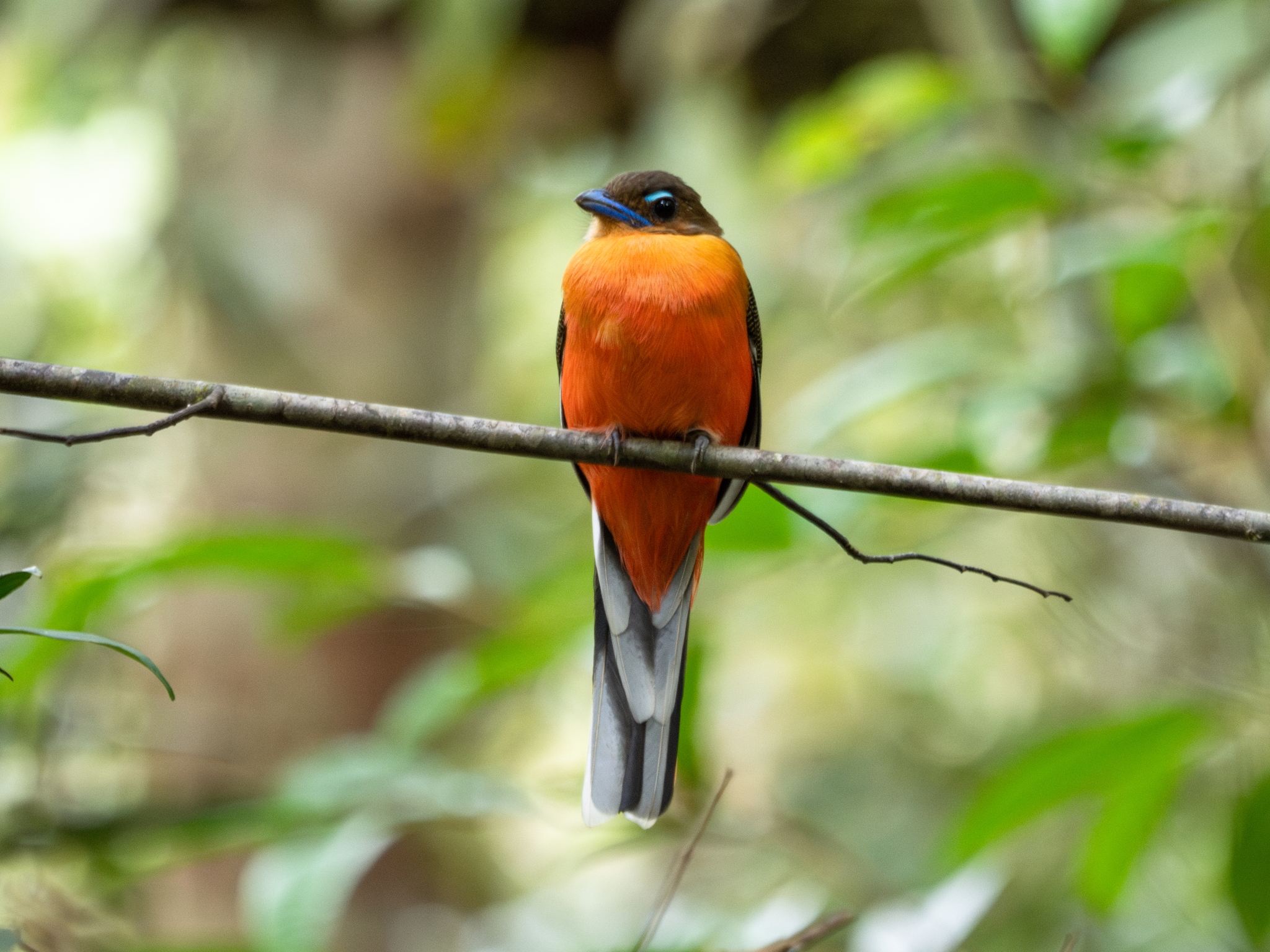 Scarlet-rumped Trogon (Harpactes duvaucelii), photo 1