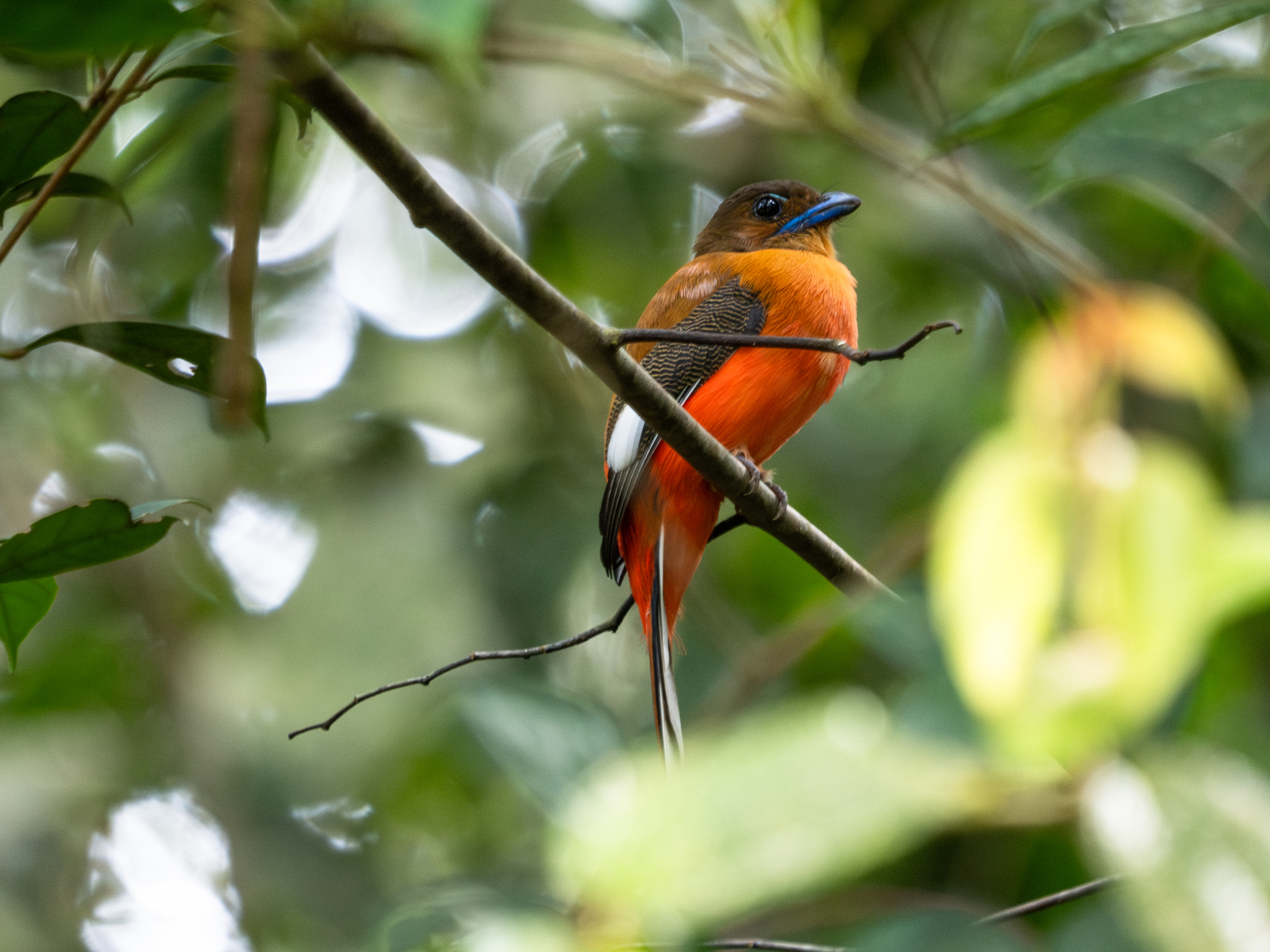 Scarlet-rumped Trogon (Harpactes duvaucelii), photo 2