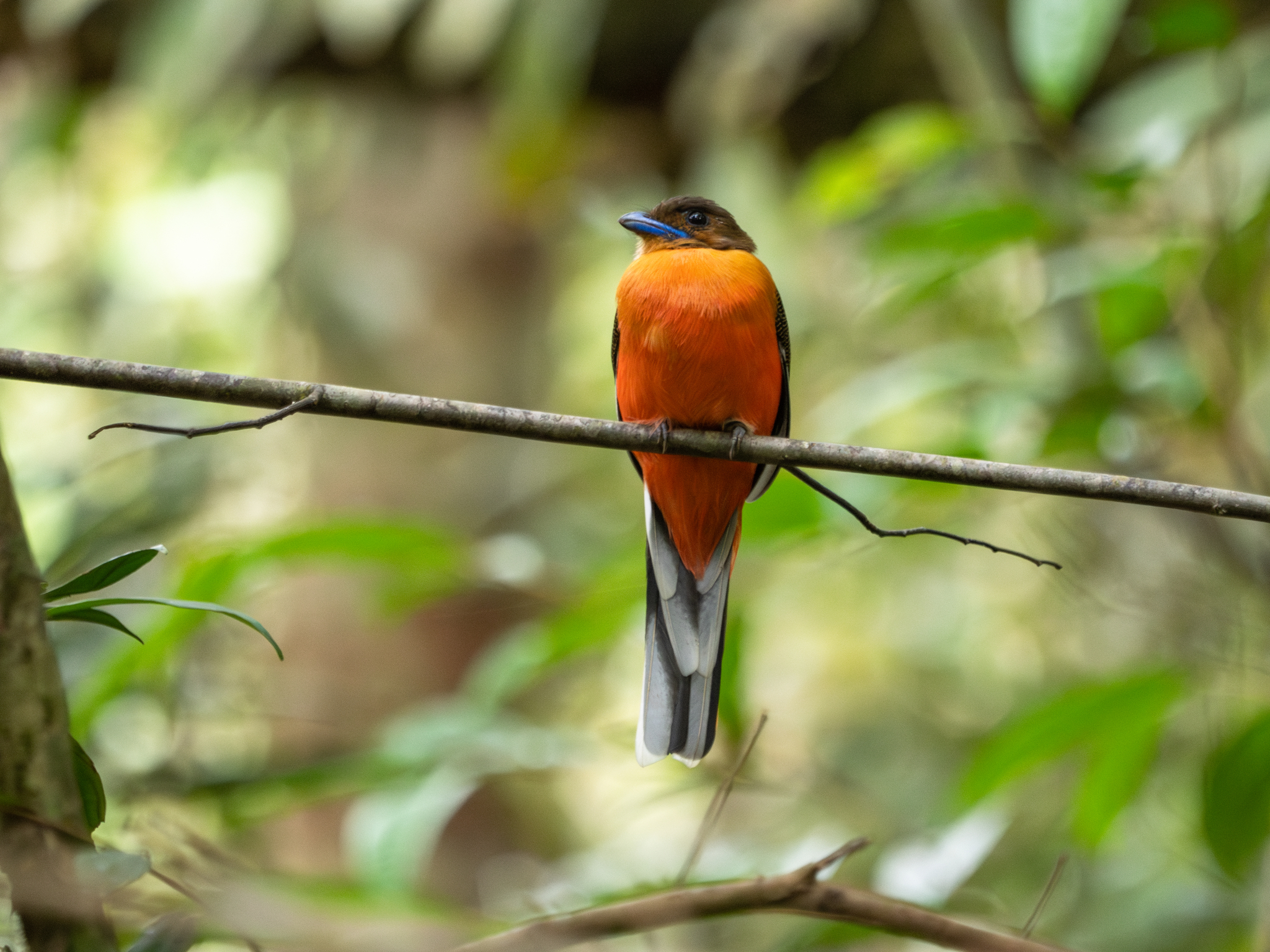 Scarlet-rumped Trogon (Harpactes duvaucelii), photo 3