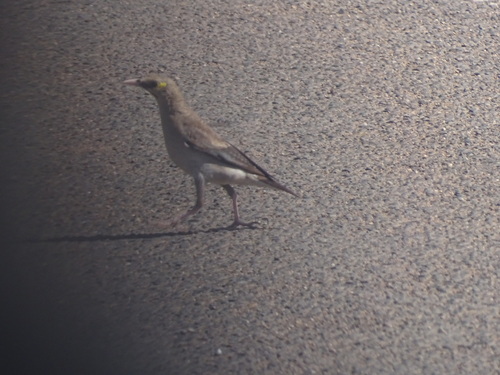 Wattled Starling (Creatophora cinerea), photo 3
