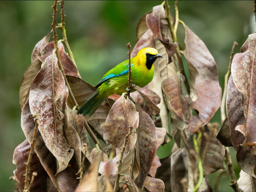 Blue-winged Leafbird (Chloropsis moluccensis), photo 5