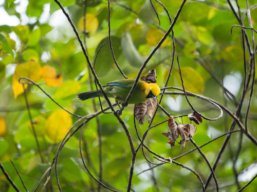 Blue-winged Leafbird (Chloropsis moluccensis), photo 6