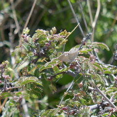 Celastrina echo