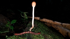 Paraisaria gracilioides