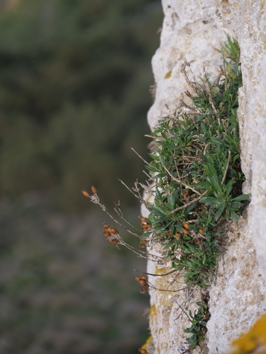 Silene fruticosa, photograph 3