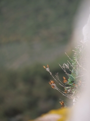(c) Marios Thoma, some rights reserved (CC BY) Silene fruticosa, photograph (c) Marios Thoma, some rights reserved (CC BY)