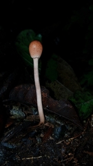 Paraisaria gracilioides