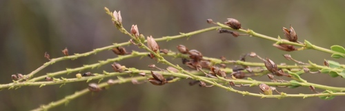 Elgin Bellbush (Freylinia brevistyla)