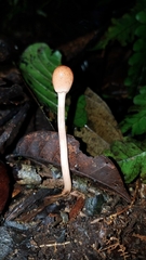 Paraisaria gracilioides