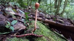 Paraisaria gracilioides