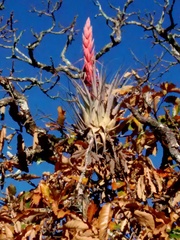 Tillandsia bourgaei
