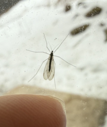 Unknown species found near New Preston Hill Rd, New Preston Marble Dale, CT, US