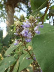Calopogonium caeruleum