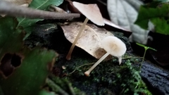 Filoboletus