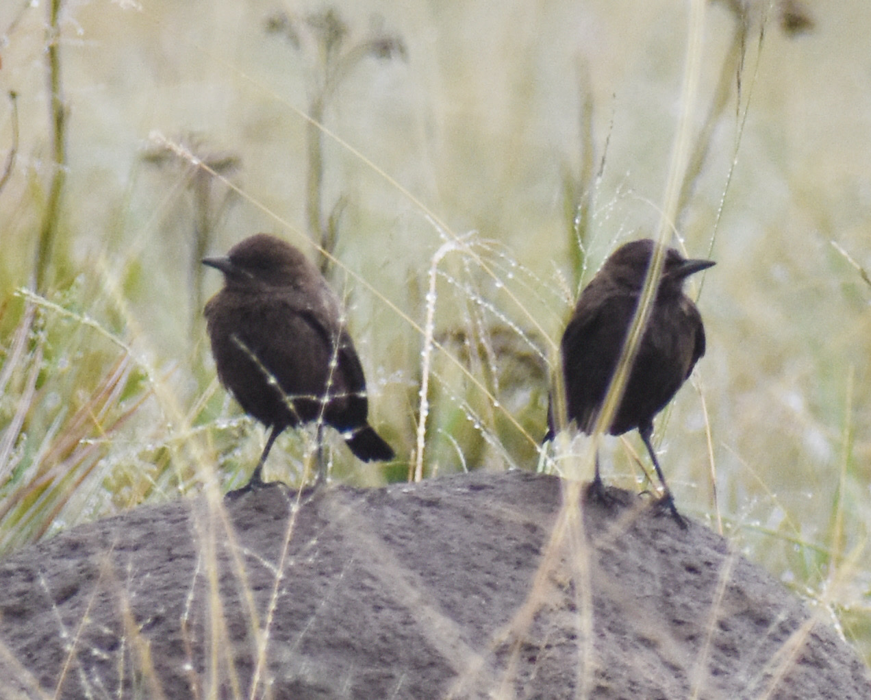 Ant-eating Chat (Myrmecocichla formicivora), photo 2
