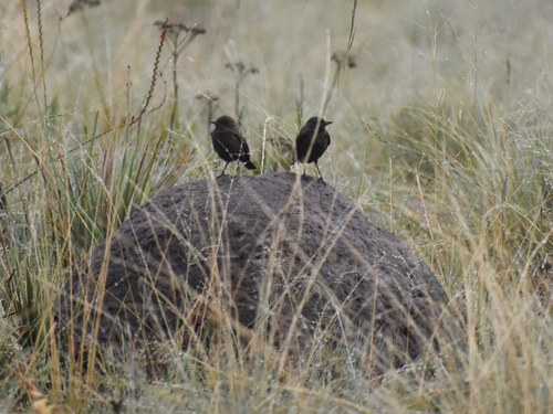 Ant-eating Chat (Myrmecocichla formicivora), photo 3