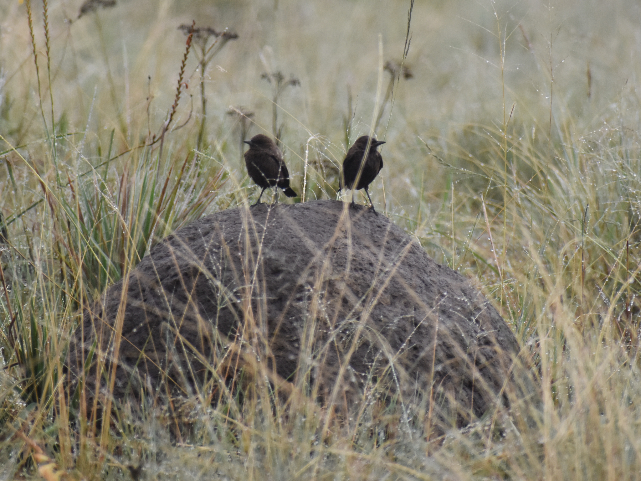 Ant-eating Chat (Myrmecocichla formicivora), photo 3