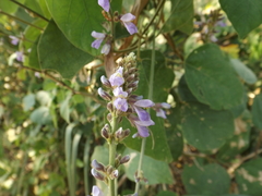 Calopogonium caeruleum