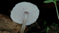 Filoboletus