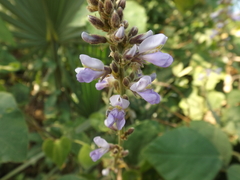 Calopogonium caeruleum