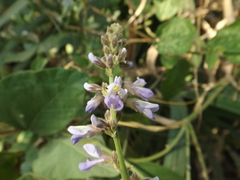 Calopogonium caeruleum