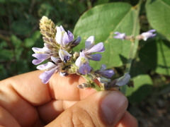 Calopogonium caeruleum