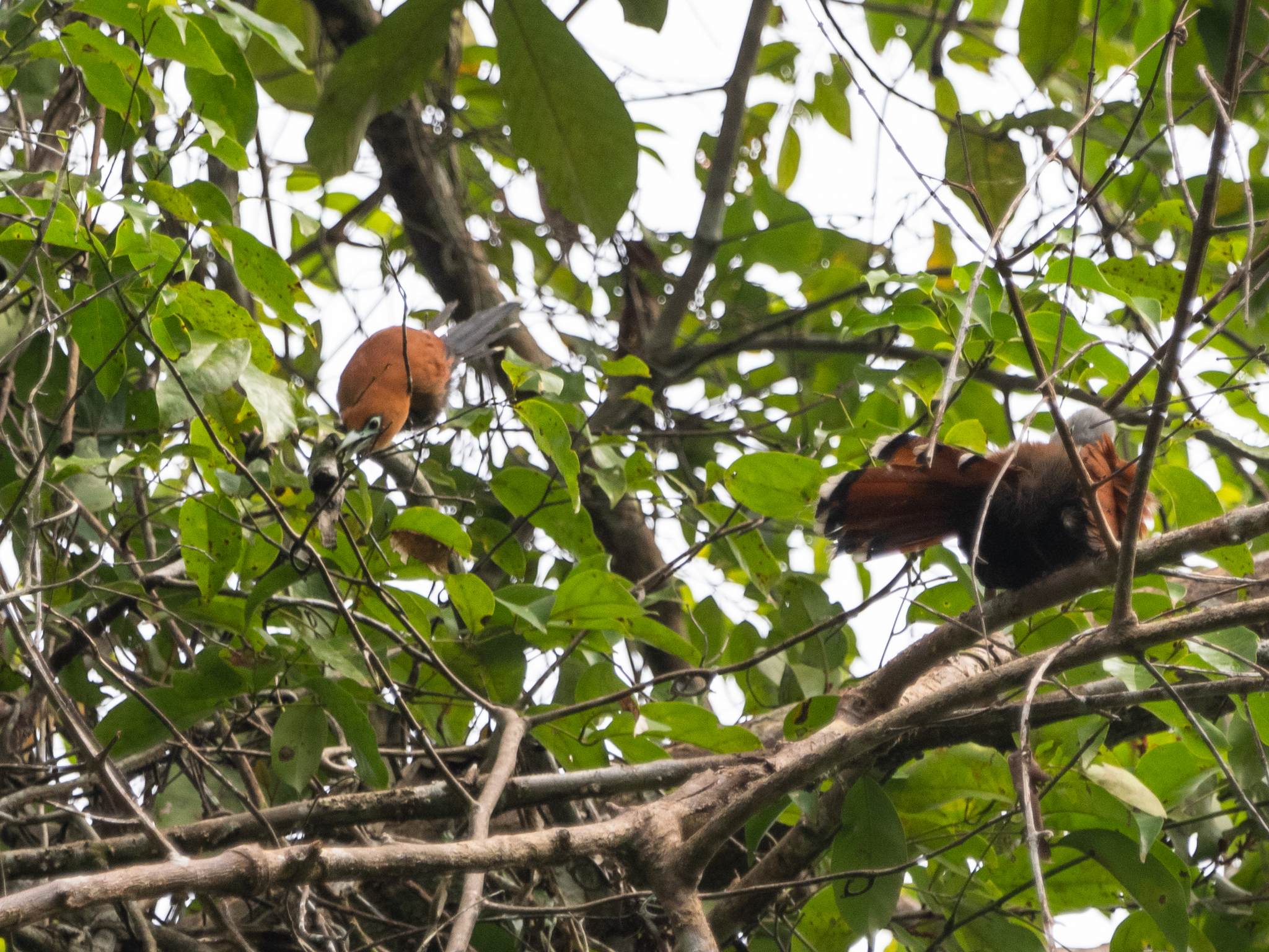 Raffles's Malkoha (Rhinortha chlorophaea), photo 1