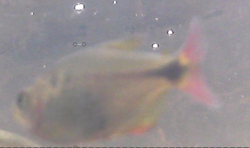Twospot astyanax (Astyanax bimaculatus) — Characidae
