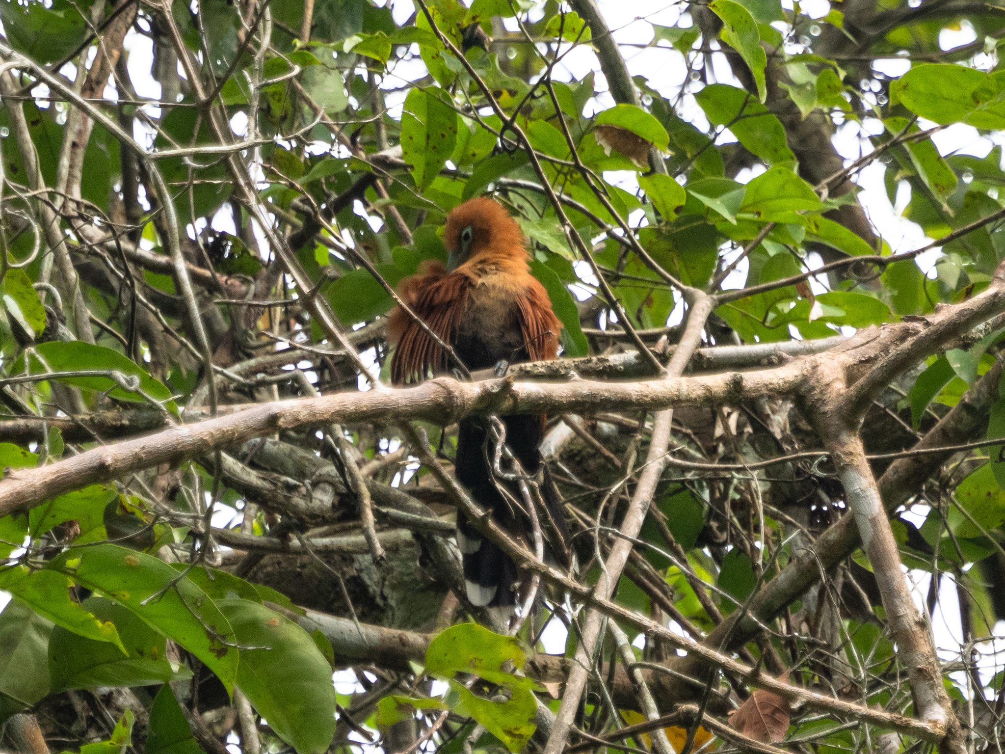 Raffles's Malkoha (Rhinortha chlorophaea), photo 2