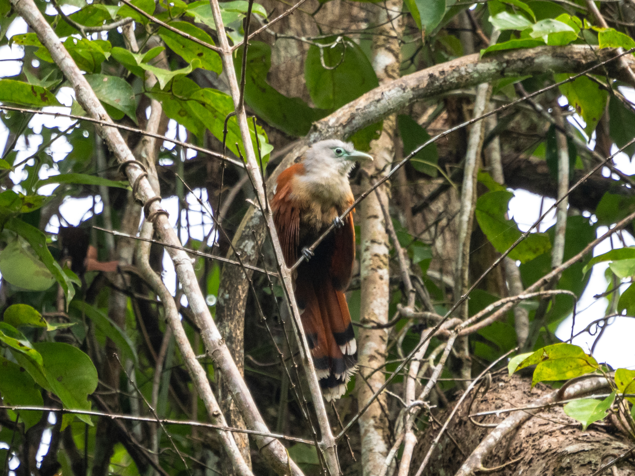 Raffles's Malkoha (Rhinortha chlorophaea), photo 3