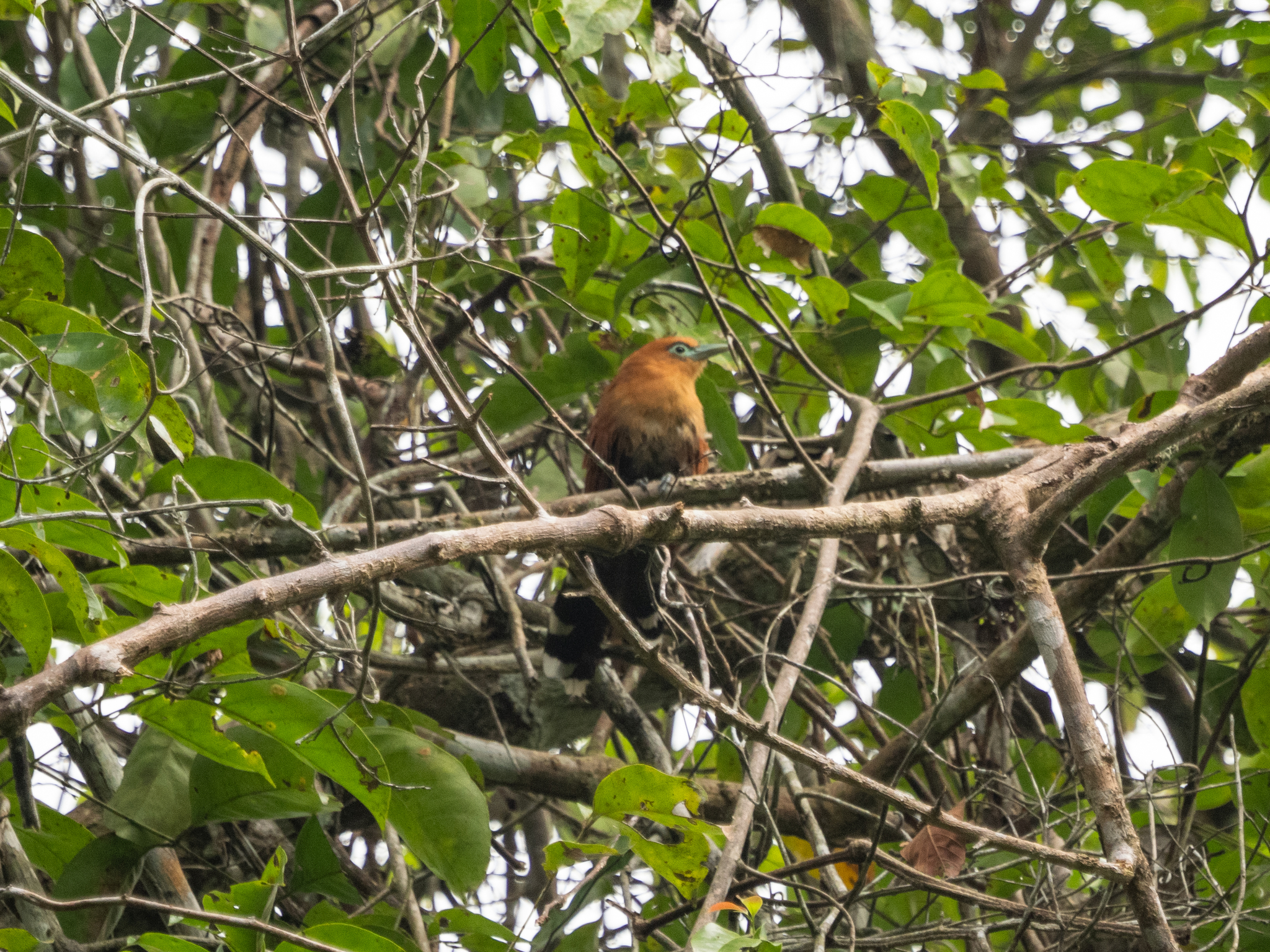 Raffles's Malkoha (Rhinortha chlorophaea), photo 4